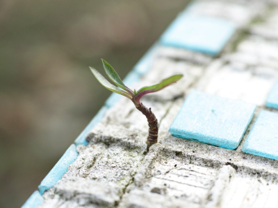 The Small Grants Programme